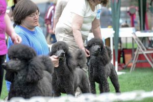 Brad Morgan, of Falcon, stands in line as his standard poodle, Rhino, is evaluated by a judge against other poodles at the Mother’s Day Classic Dog Shows at Fickel Park Friday, May 9. The Mother’s Day Classic was hosted by the Trail Ridge Kennel Club and is a sanctioned United Kennel Club event. 