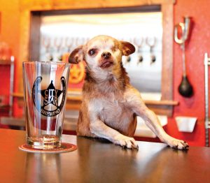 Harley is ready for the 3rd annual Hops and Harley fundraiser at Fickel Park this Saturday.  Photo courtesy of City Star Brewing / The Surveyor