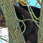 Bear activity increases in preparation for winter