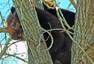 Bear activity increases in preparation for winter