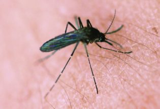 Berthoud mosquitoes test positive for West Nile Virus
