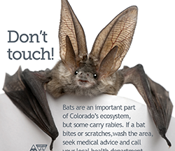 Three bats test positive for rabies in Berthoud