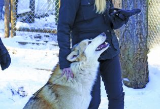 WOLF Sanctuary to open to the public in mid-2021