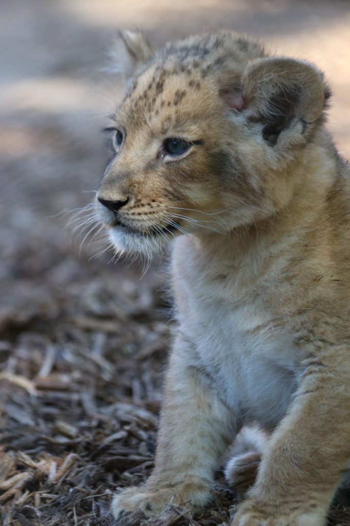 New zoo babies to visit in the new year | Berthoud Weekly ...