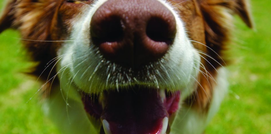 Why do dogs sniff butts?
