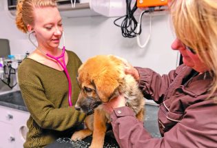 Country haven provides entirely mobile vet services to NoCo