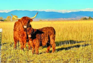 Mountain View Farmstead: A breed apart