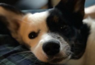 Pet Page – Life with my Cardigan Welsh Corgi is one long conversation