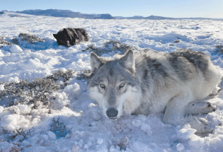 New rule proposed for wolf reintroduction management plan