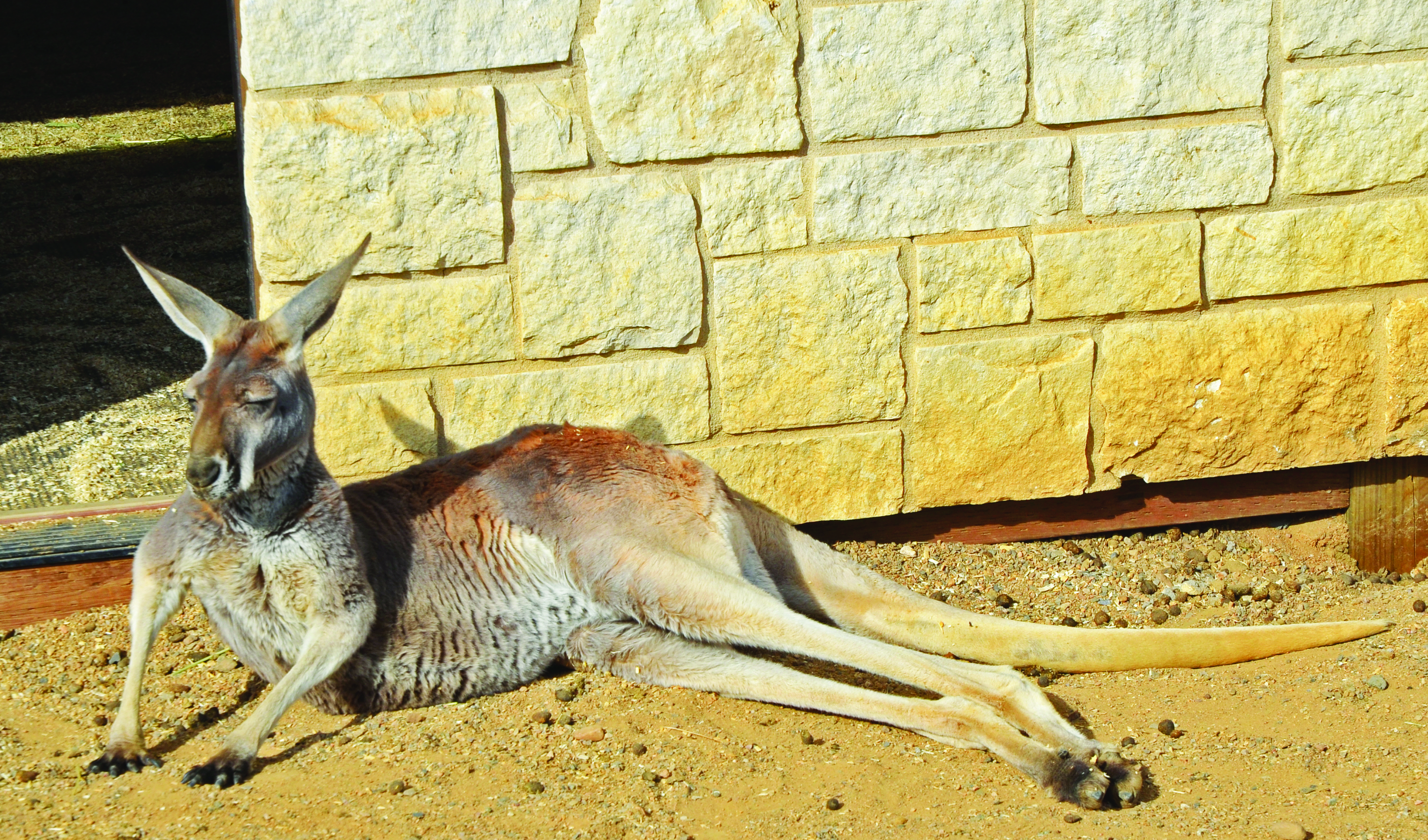 Zoo Chateau Relaxing Kangaroo